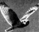 Болотная сова - Asio flammeus