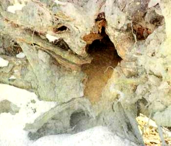 Сушилка лесной куницы среди подсохшего грунта у корней вывернутого ветром дерева