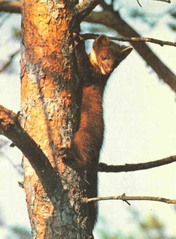 Молодая лесная куница скрывается от опасности на дереве