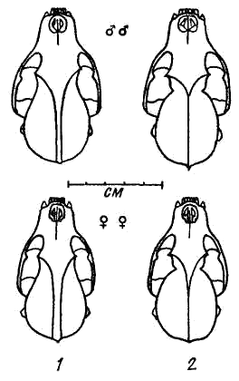 Различия в строении черепа лесной куницы в зависимости от возраста