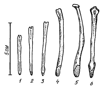 Форма и размеры кости пениса барсука в зависимости от возраста