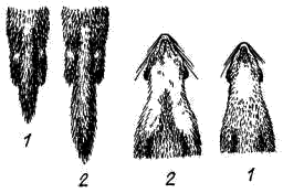 Внешние отличительные признаки лесной (1) и каменной (2) куницы   — по длине и форме хвоста и горлового пятна (по И.И. Соколову, 1963)