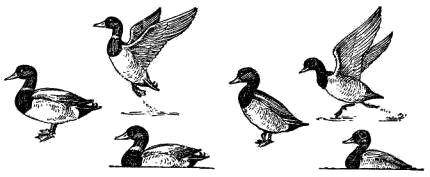 Речные (три слева) и нырковые (три справа) утки