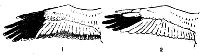 Окраска концов крыльев у самцов луней