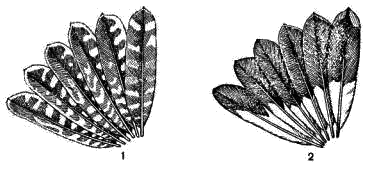 Рулевые перья веретенников