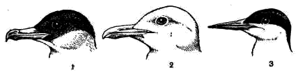 Головы  1 — поморника; 2 — чайки; 3 — крачки