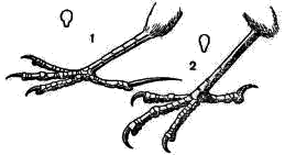 Ноги и поперечный срез цевки  1 — полевого жаворонка; 2 — певчего дрозда