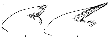 Форма крыла и маховые перья  1 — лесного конька; 2 — пересмешки