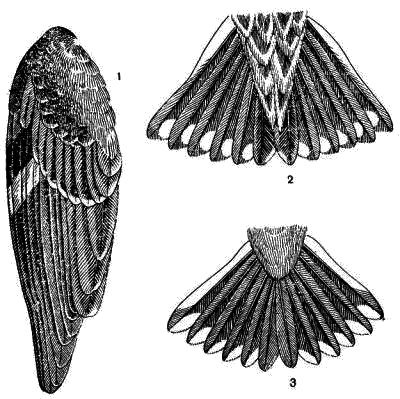 Крылья и хвосты ткачиковых  1 — полевого воробья; 2 — каменного воробья; 3 — короткопалого воробья