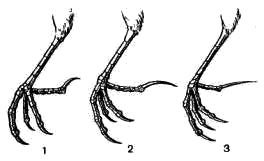 Ноги мелких коньков и трясогузки  1 — лесного конька; 2 — лугового конька; 3 — желтоголовой трясогузки
