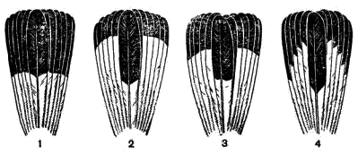 Темный рисунок на хвостах каменок  1 — пустынной; 2 — черношейной; 3 — обыкновенной; 4 — плешанки