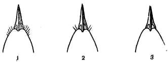 Силуэты голов славковых (снизу):   1 — пустынной пересмешки; 2 — тонкоклювой камышовки; 3 — малой пестрогрудки