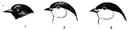Разрез клюва  1 — ремеза; 2 — гаички-пухляка; 3 — болотной, или черноголовой, гаички