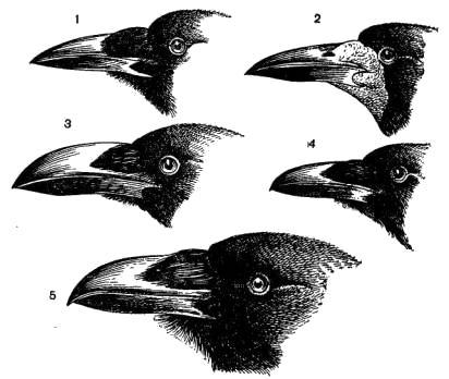 Клювы вороновых  1 - грача (молодого); 2 - грача (взрослого); 3 - большеклювой вороны; 4 - черной вороны; 5 – ворона