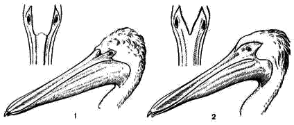 Головы пеликанов