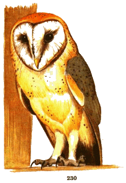 Сипуха — Tyto alba